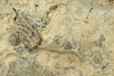 Mississippian Fossil Crinoid - Anna, Illinois #327283-1